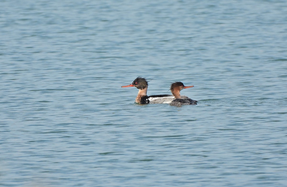 Red-breasted Merganser - ML619760626