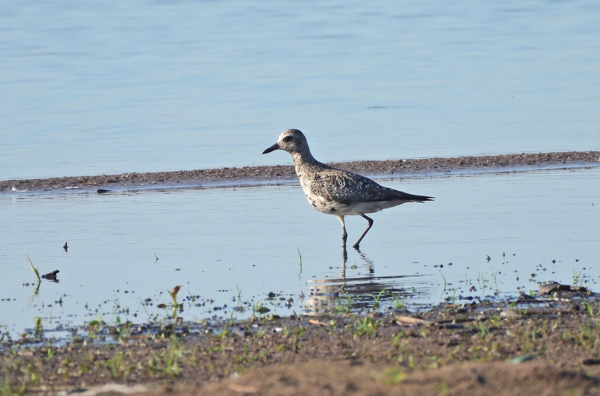 Black-bellied Plover - ML619760628