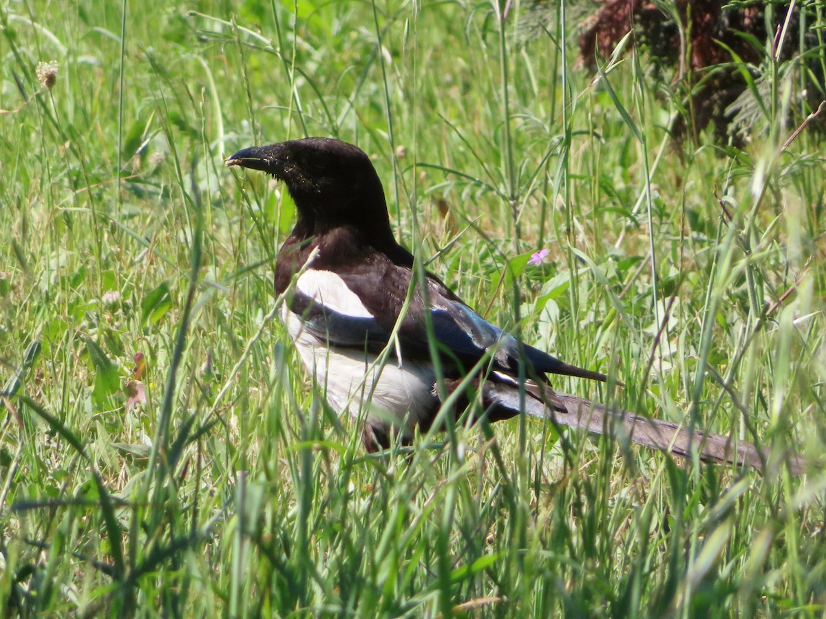 Eurasian Magpie - ML619760629