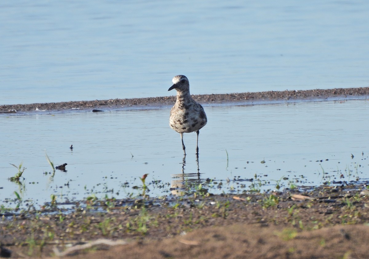 Black-bellied Plover - Jaroslav Vaněk