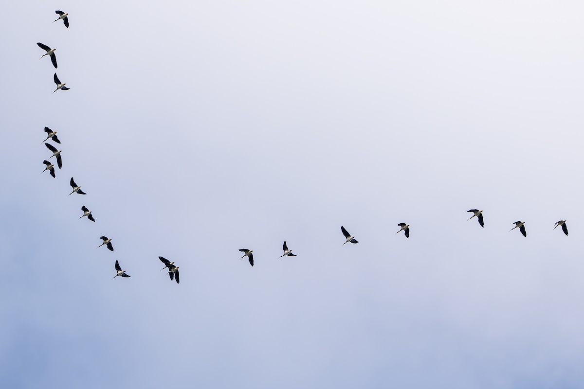 ibis slámokrký - ML619760635