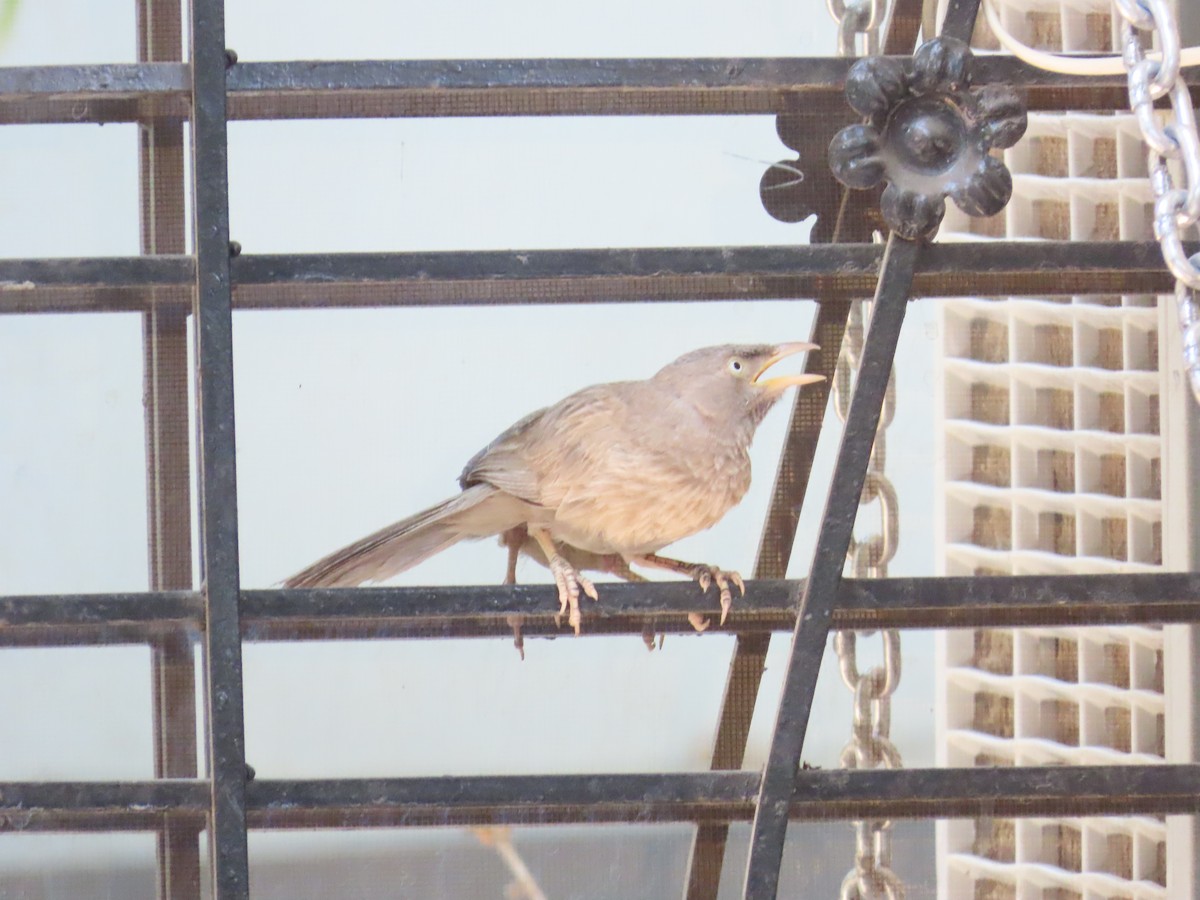 Jungle Babbler - ML619760640