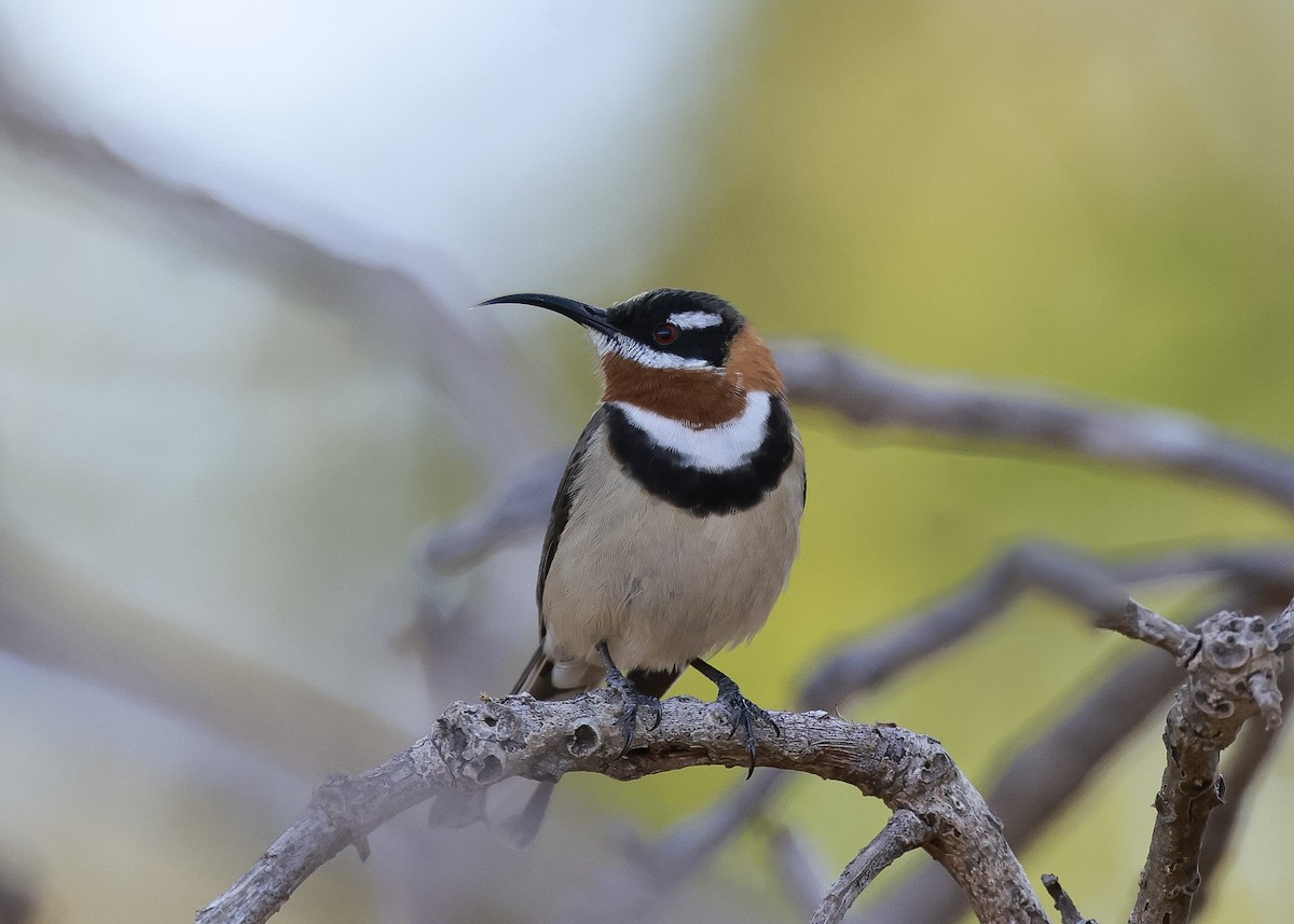 Western Spinebill - ML619760644