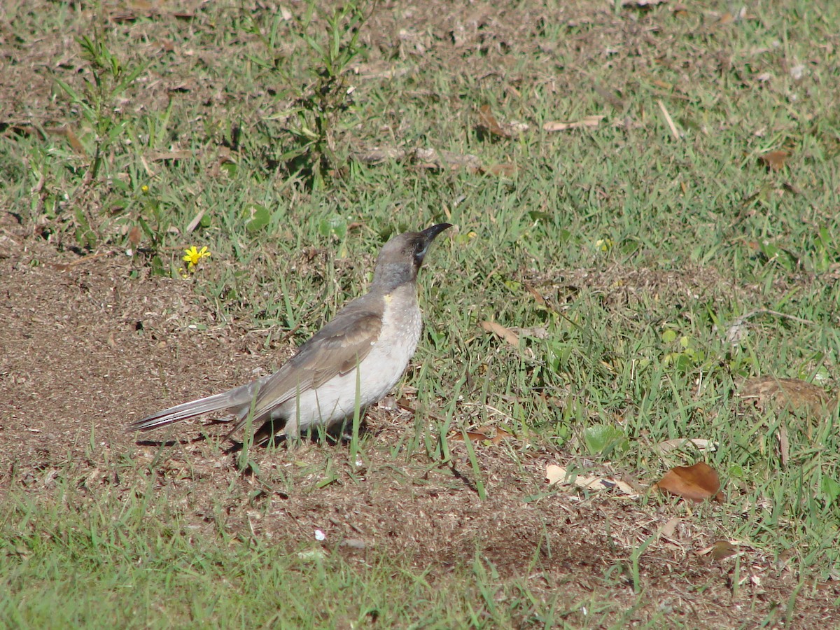 Little Friarbird - ML619760648