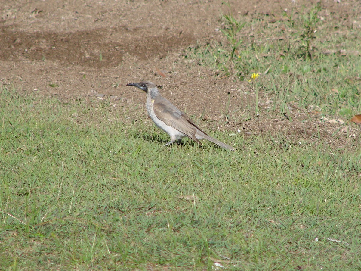 Filemón Goligualdo - ML619760649