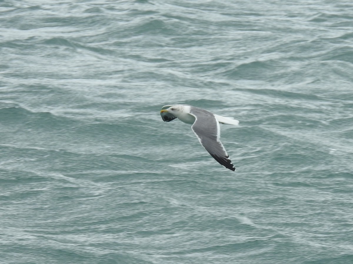 Lesser Black-backed Gull (taimyrensis) - ML619760658