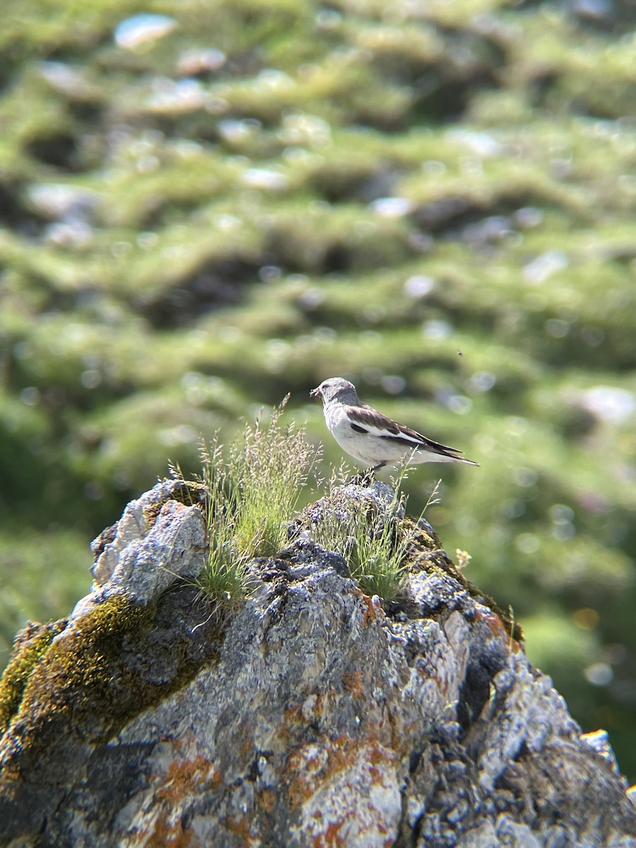 White-winged Snowfinch - ML619760670