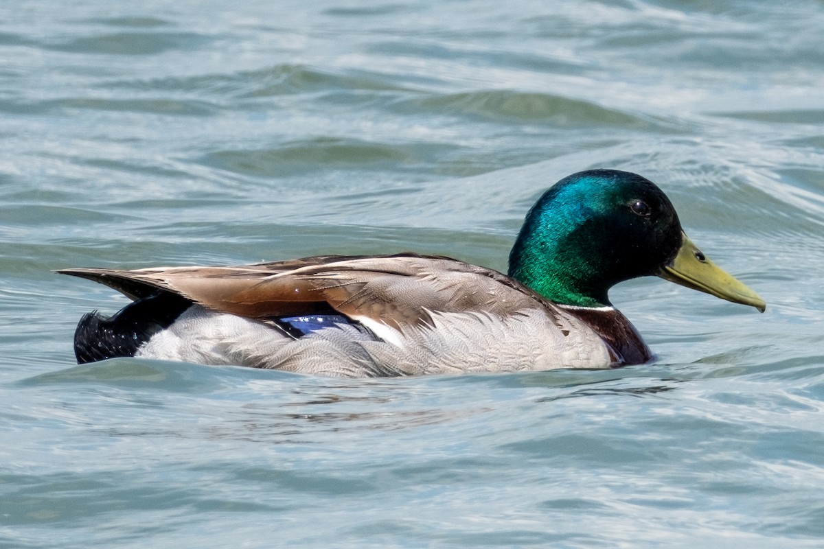 Mallard - ML619760687