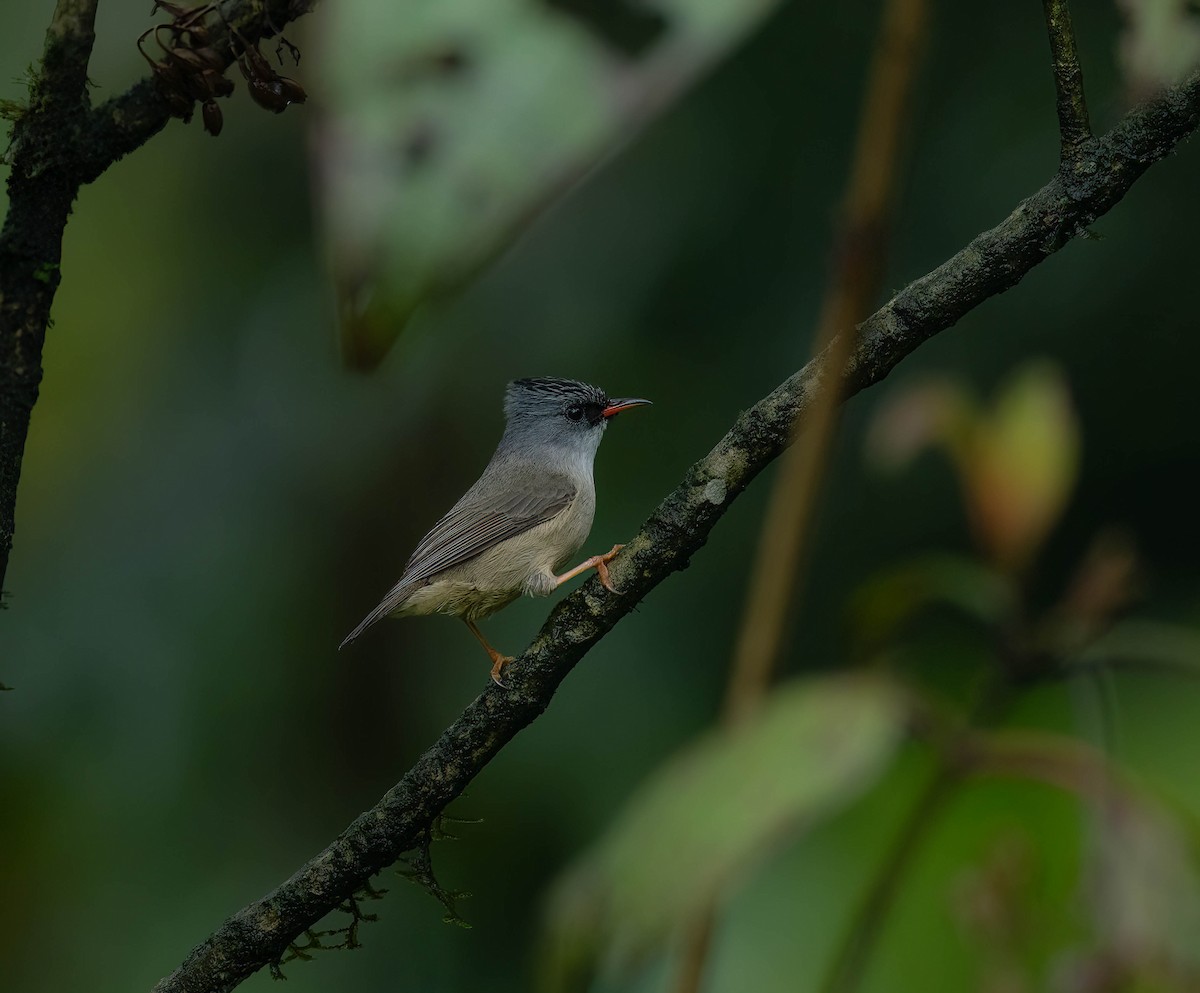 Yuhina Barbinegra - ML619760734