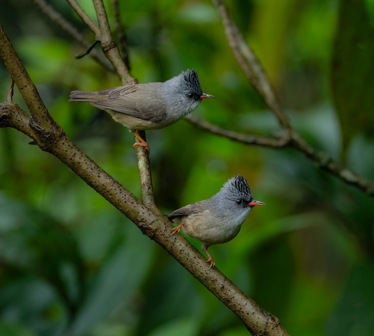 Yuhina à menton noir - ML619760735