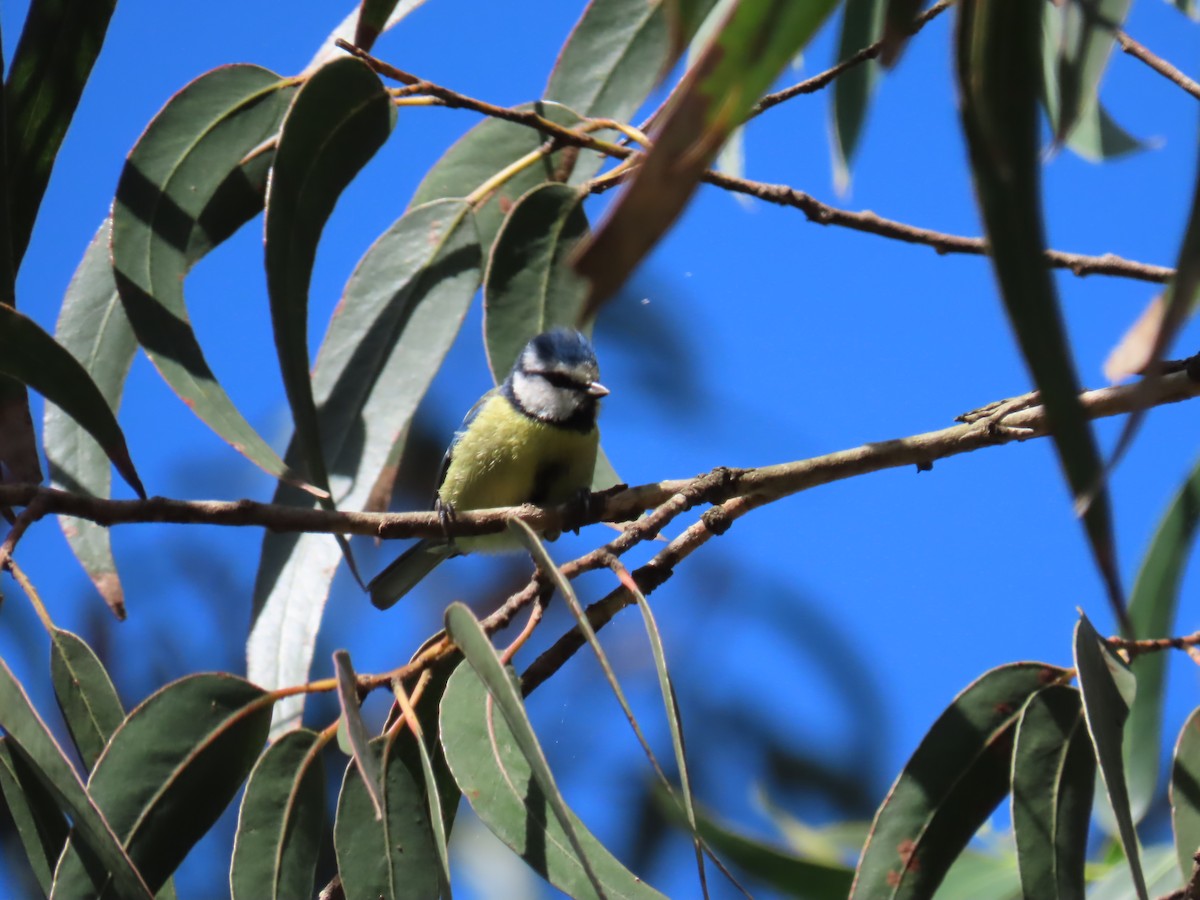 Mésange bleue - ML619760757