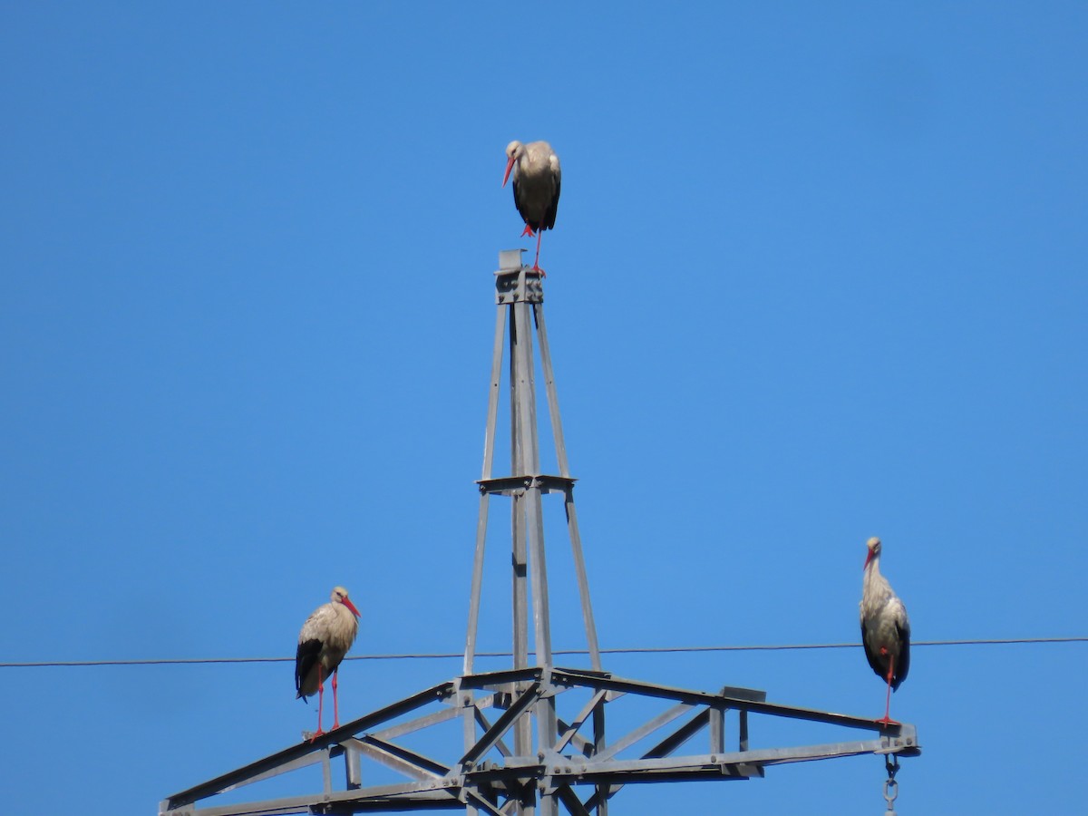 White Stork - ML619760758