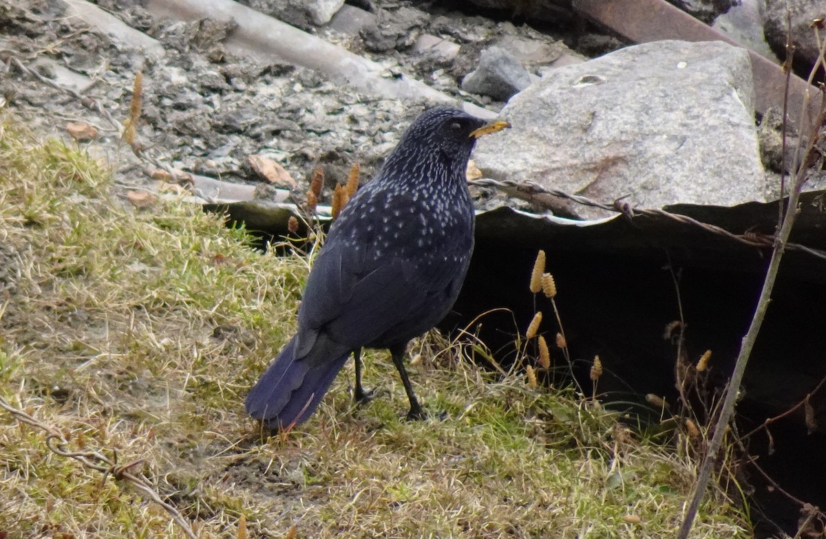 Blue Whistling-Thrush (Yellow-billed) - ML619760777