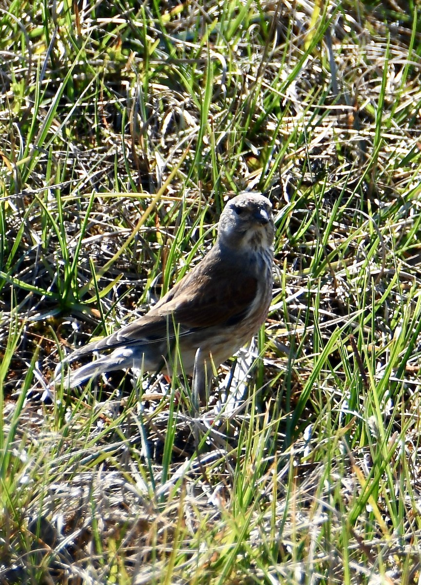 Eurasian Linnet - ML619760783