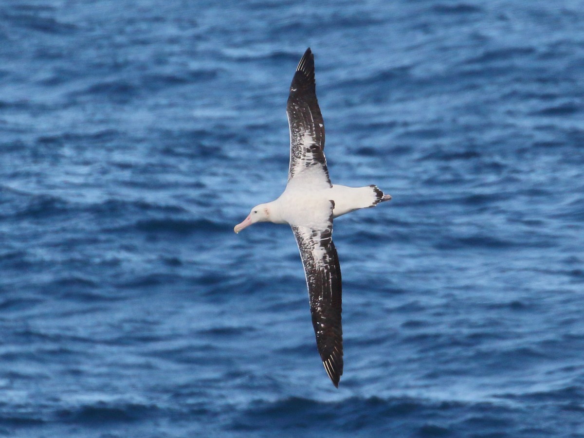 albatros stěhovavý - ML619760784