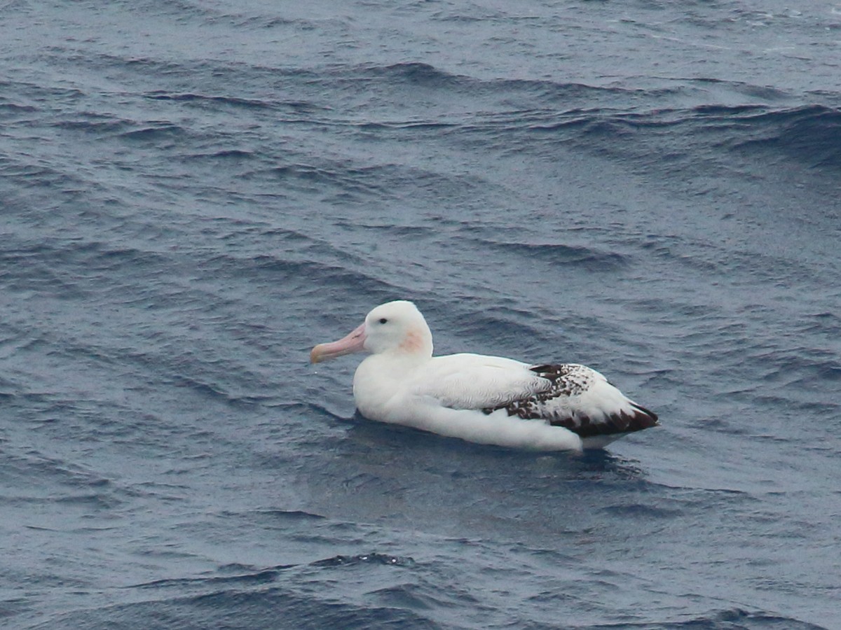 albatros stěhovavý - ML619760804