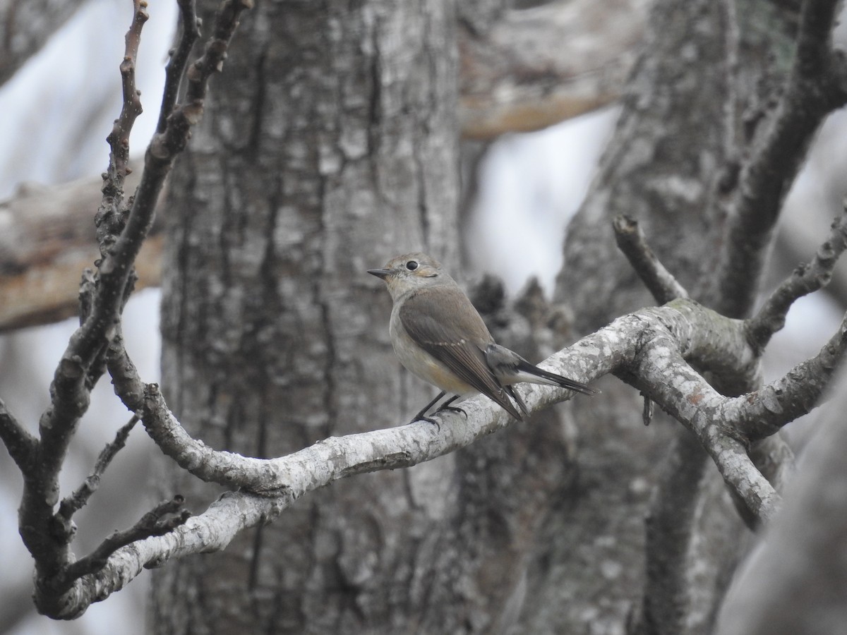 Taiga Flycatcher - ML619760810