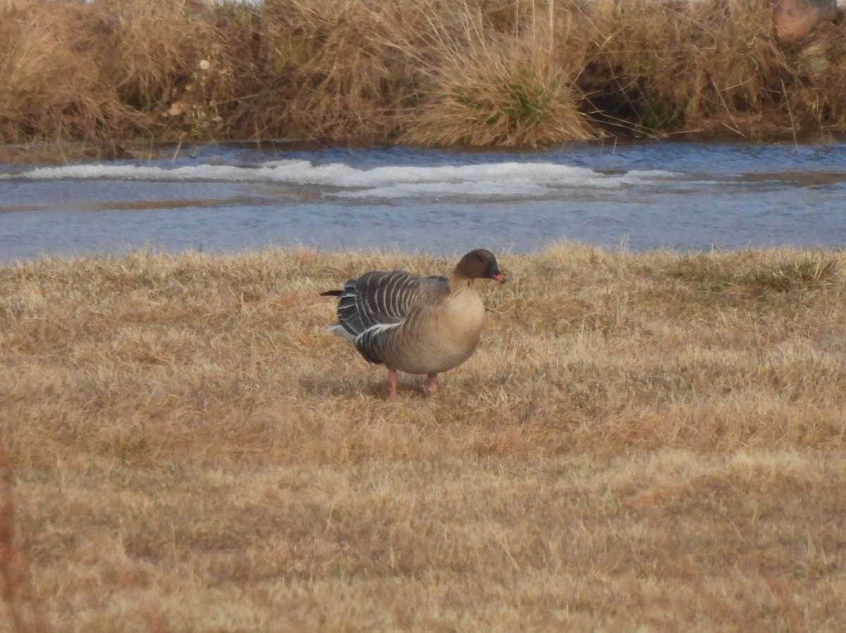 Pink-footed Goose - Adrián Colino Barea