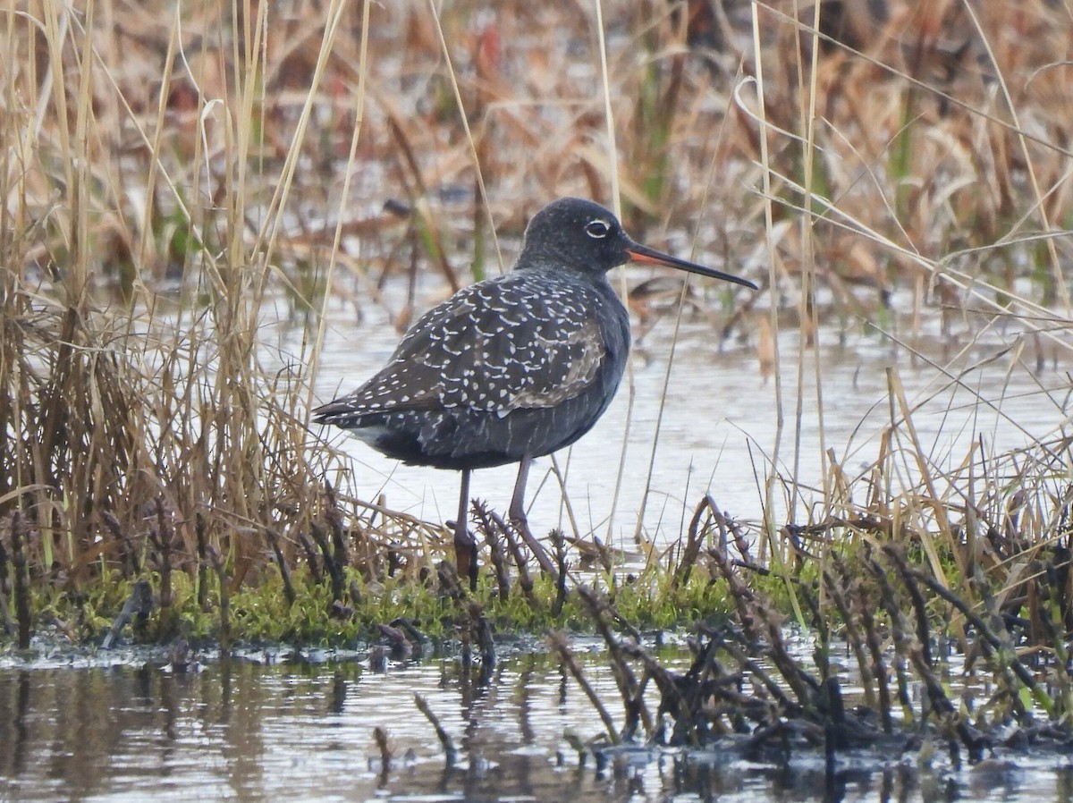 Spotted Redshank - Adrián Colino Barea
