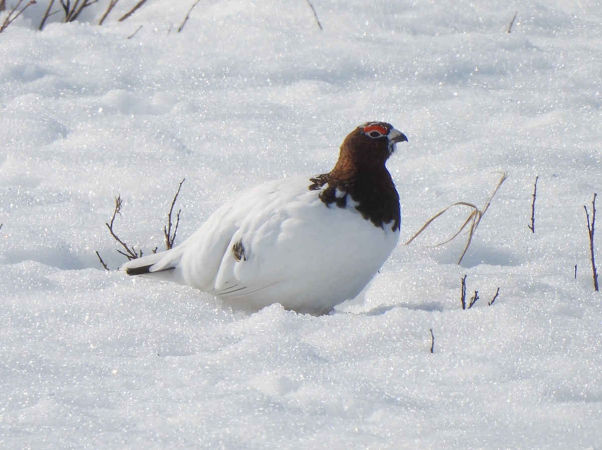Willow Ptarmigan - Adrián Colino Barea