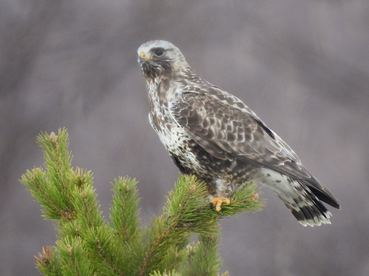 Rough-legged Hawk - Adrián Colino Barea