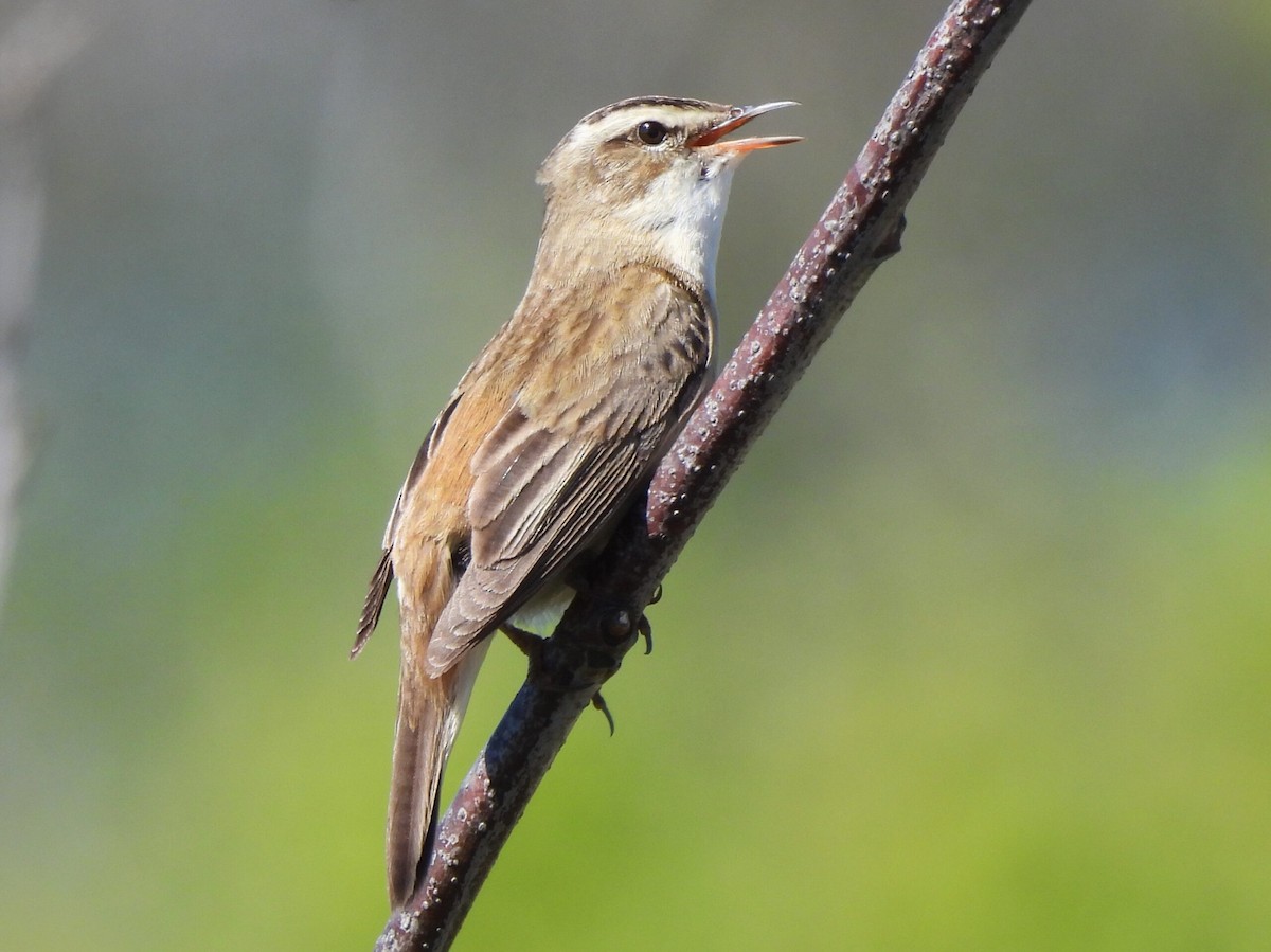Sedge Warbler - Adrián Colino Barea