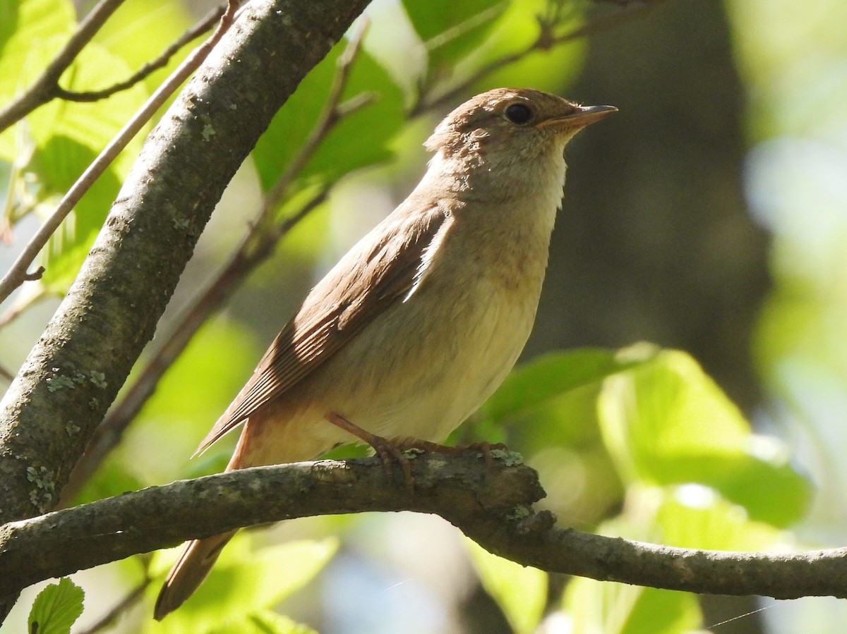 Thrush Nightingale - Adrián Colino Barea