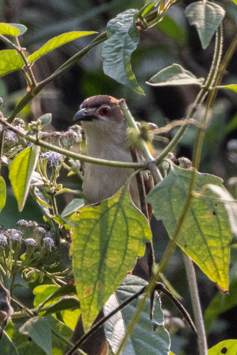 Yellow-eyed Babbler - ML619760855