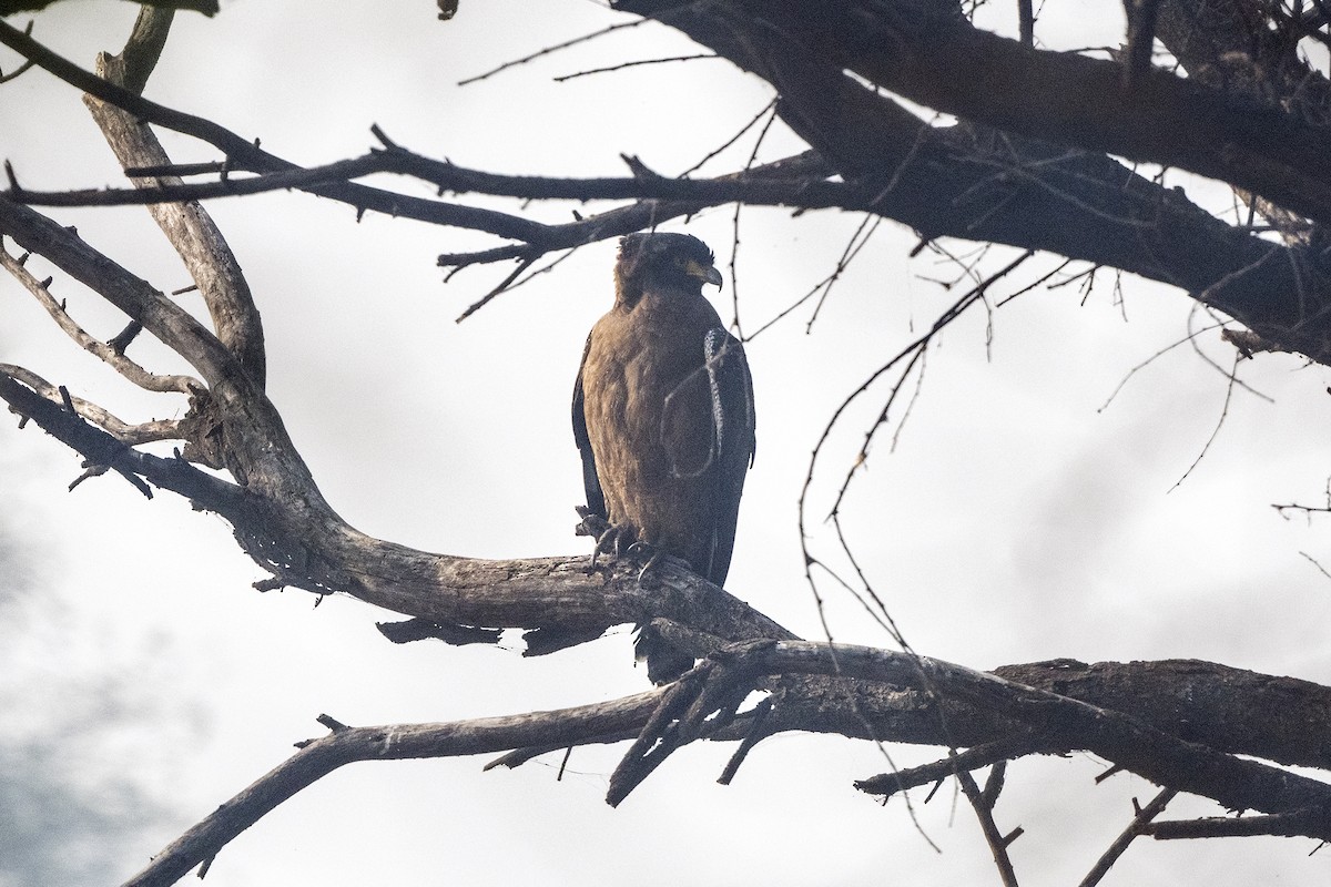 Crested Serpent-Eagle - Wachara  Sanguansombat
