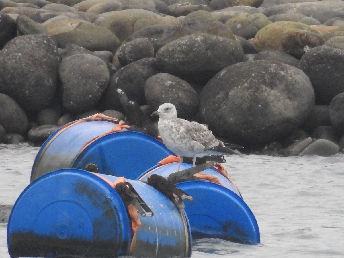 Lesser Black-backed Gull (taimyrensis) - ML619760883