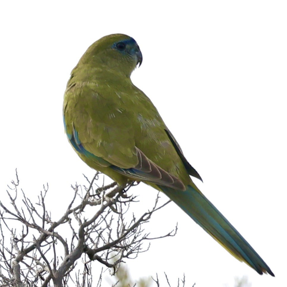 Rock Parrot - ML619760884