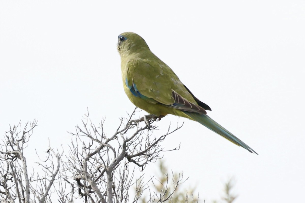 Rock Parrot - ML619760885