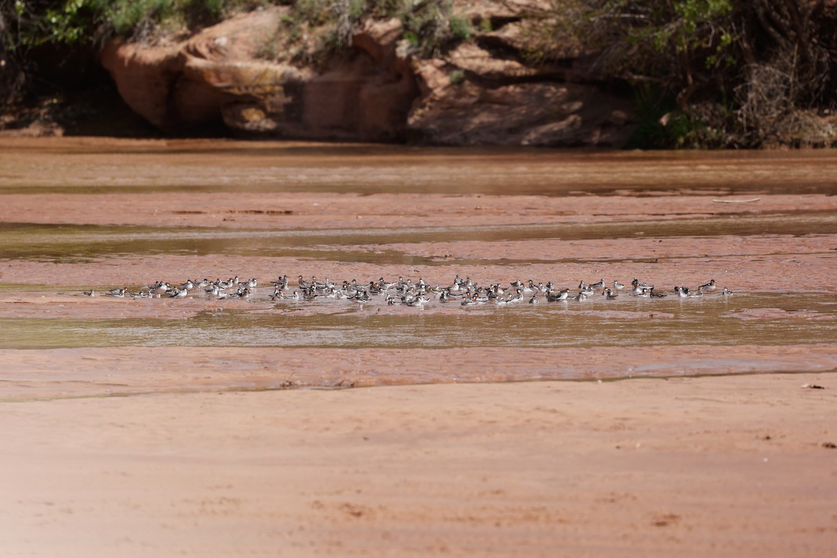 Red-necked Phalarope - ML619760889