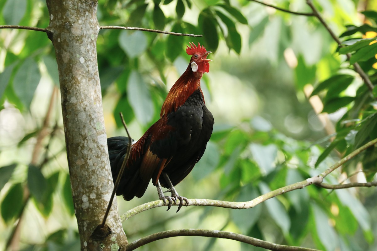 Red Junglefowl - ML619760911