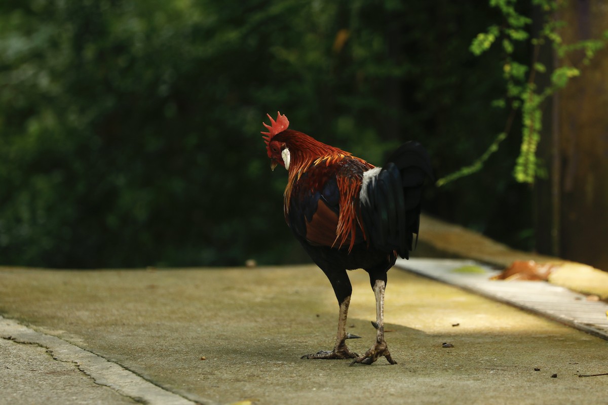 Red Junglefowl - ML619760936