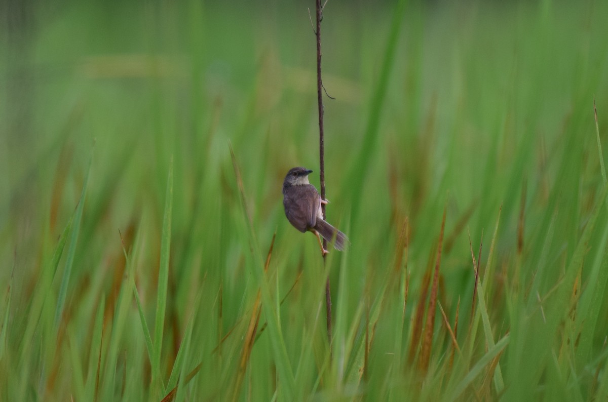 Jungle Prinia - ML619760944