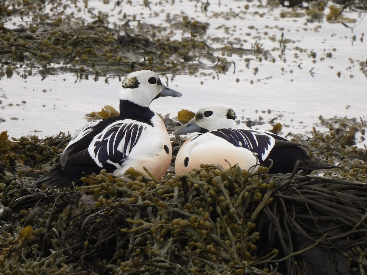 Steller's Eider - Adrián Colino Barea