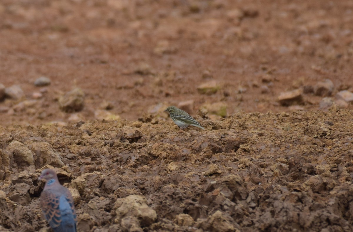 Olive-backed Pipit - ML619760991