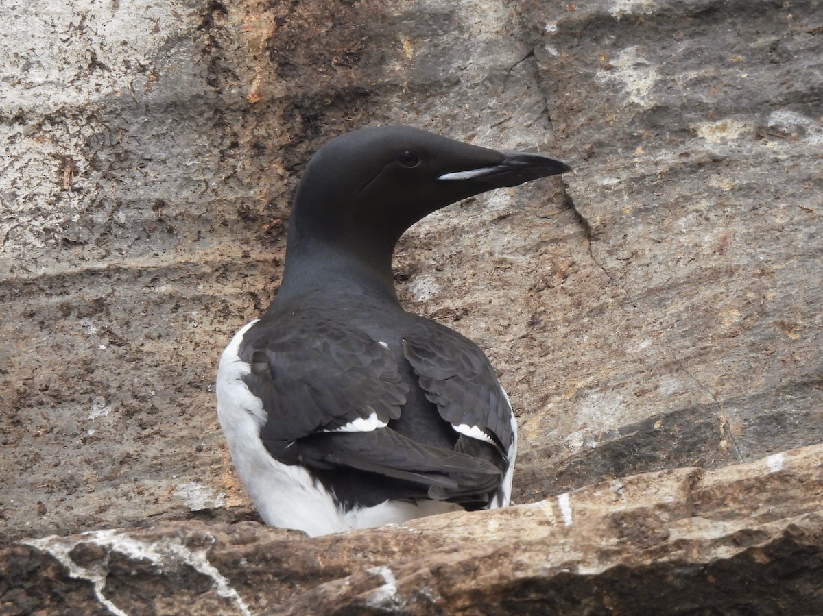Thick-billed Murre - Adrián Colino Barea