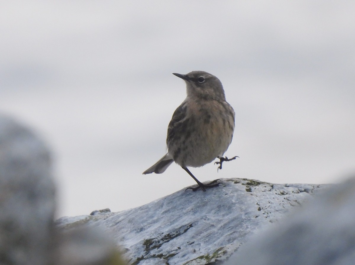 Rock Pipit - Adrián Colino Barea
