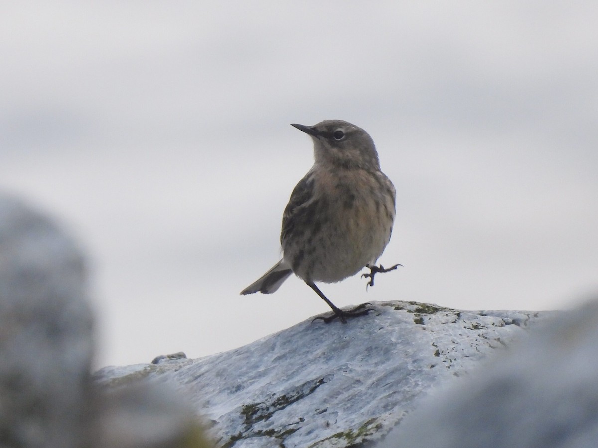 Rock Pipit - ML619761000