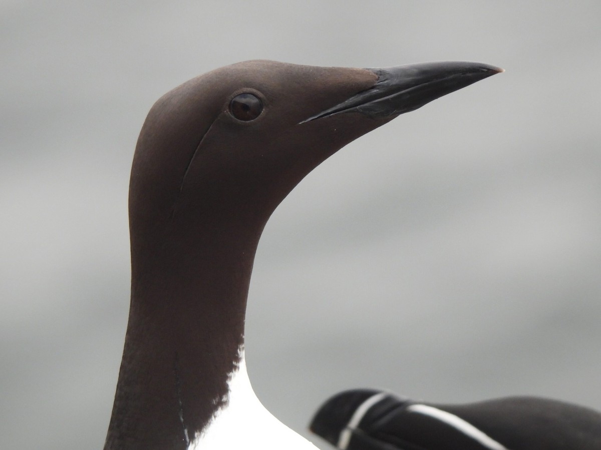 Common Murre - ML619761003