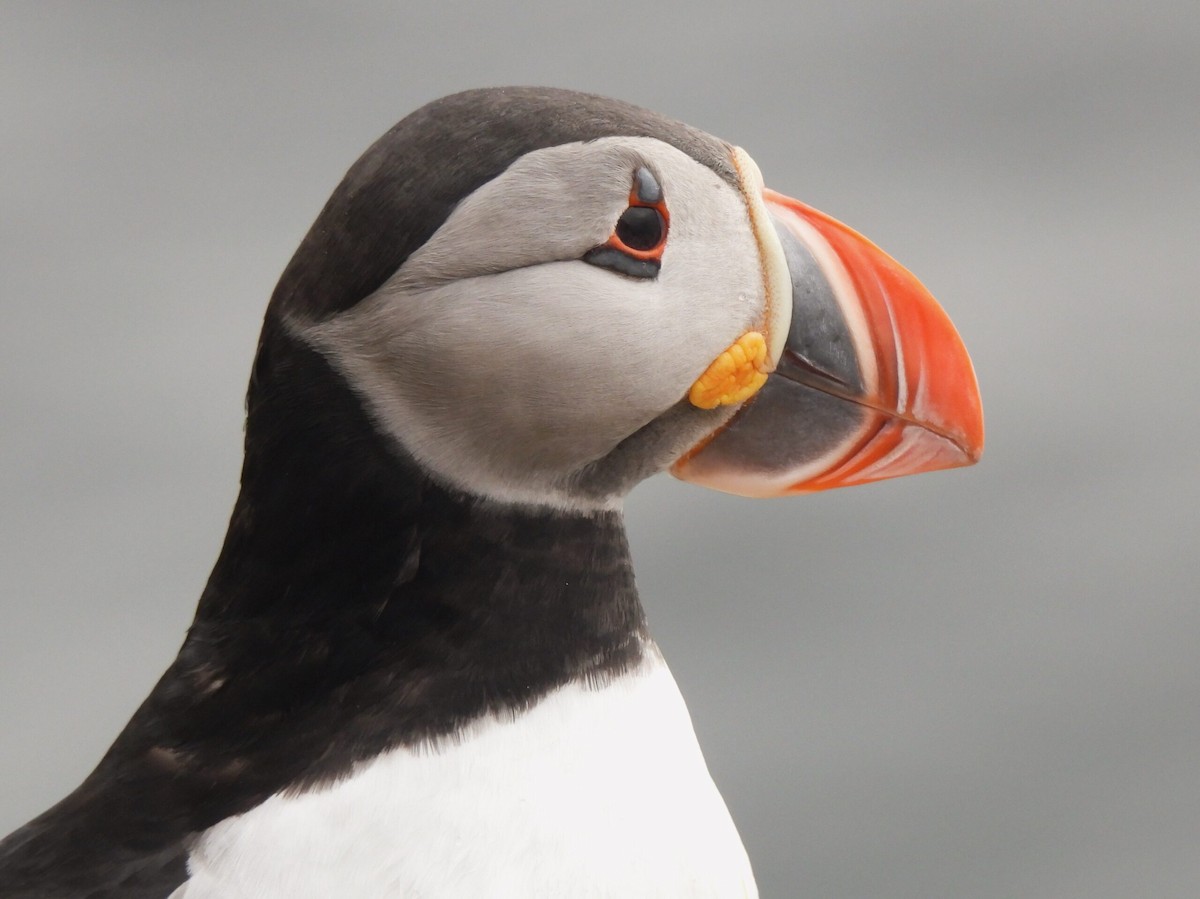 Atlantic Puffin - Adrián Colino Barea