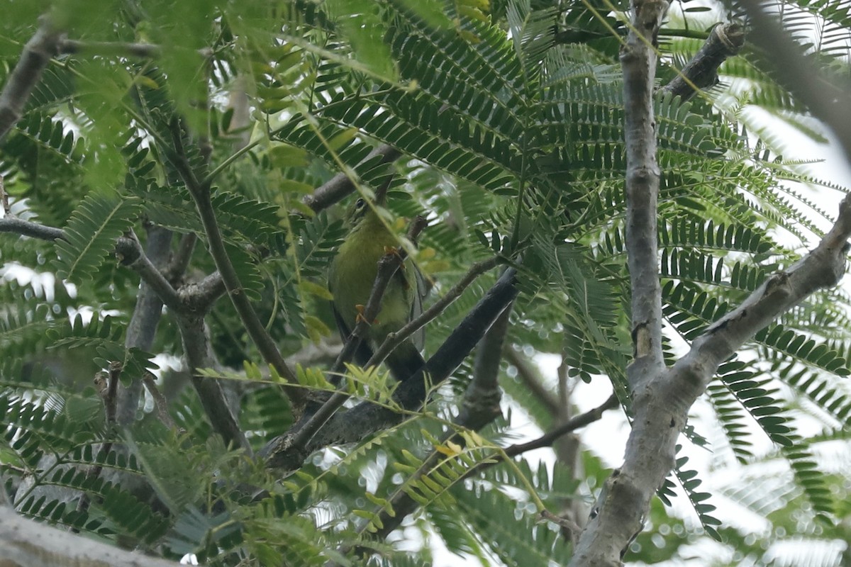 Brown-throated Sunbird - ML619761036