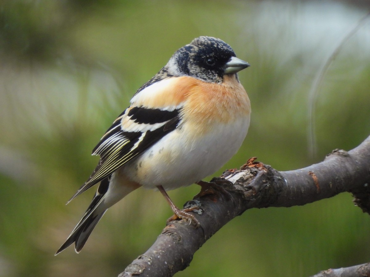 Brambling - Adrián Colino Barea