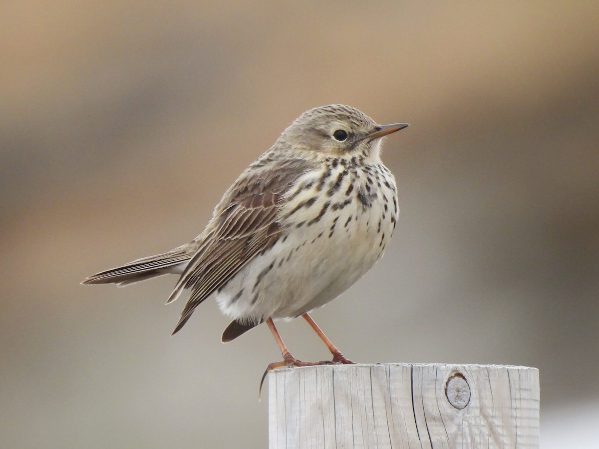 Meadow Pipit - Adrián Colino Barea