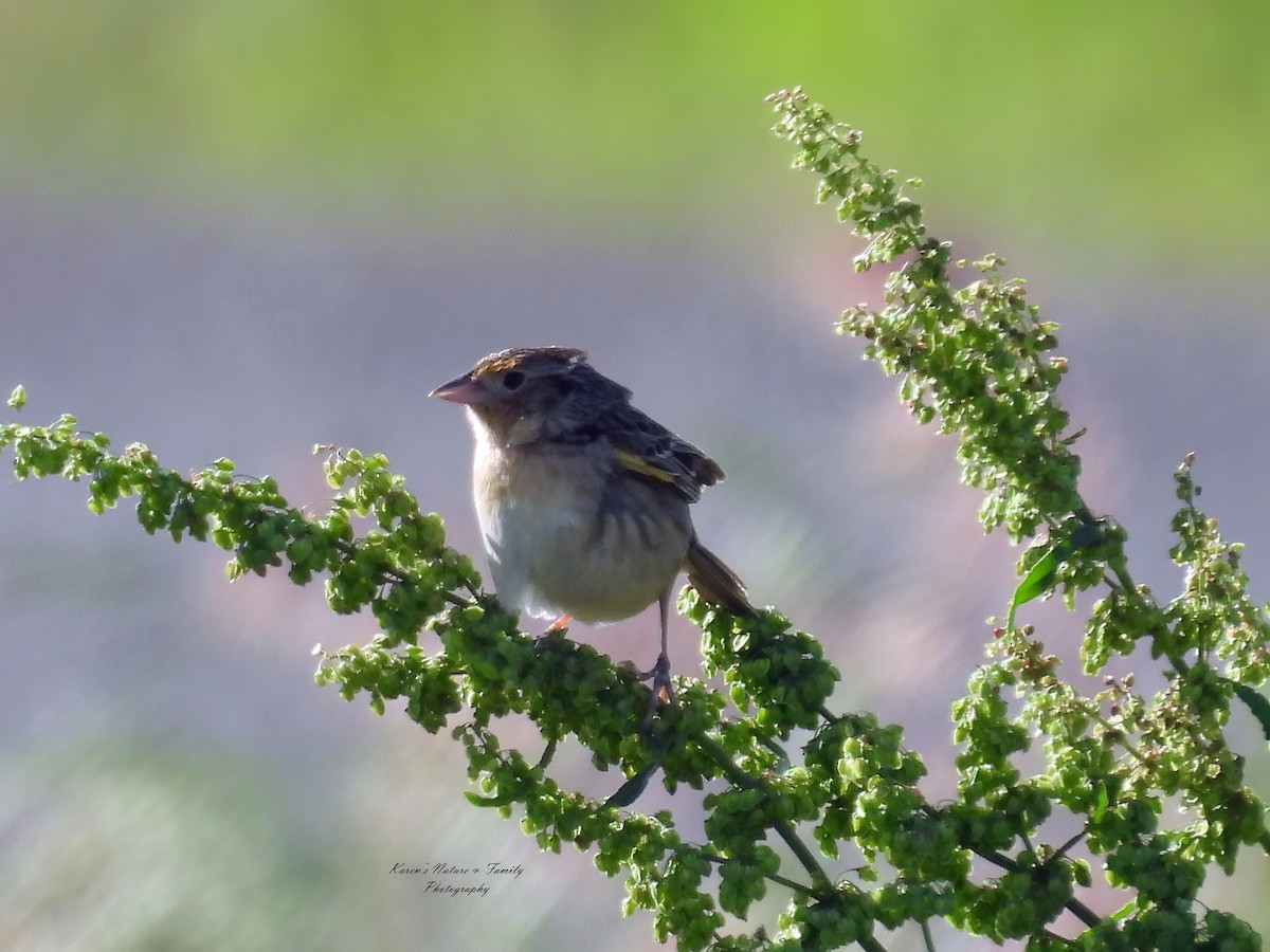 Grasshopper Sparrow - ML619761055