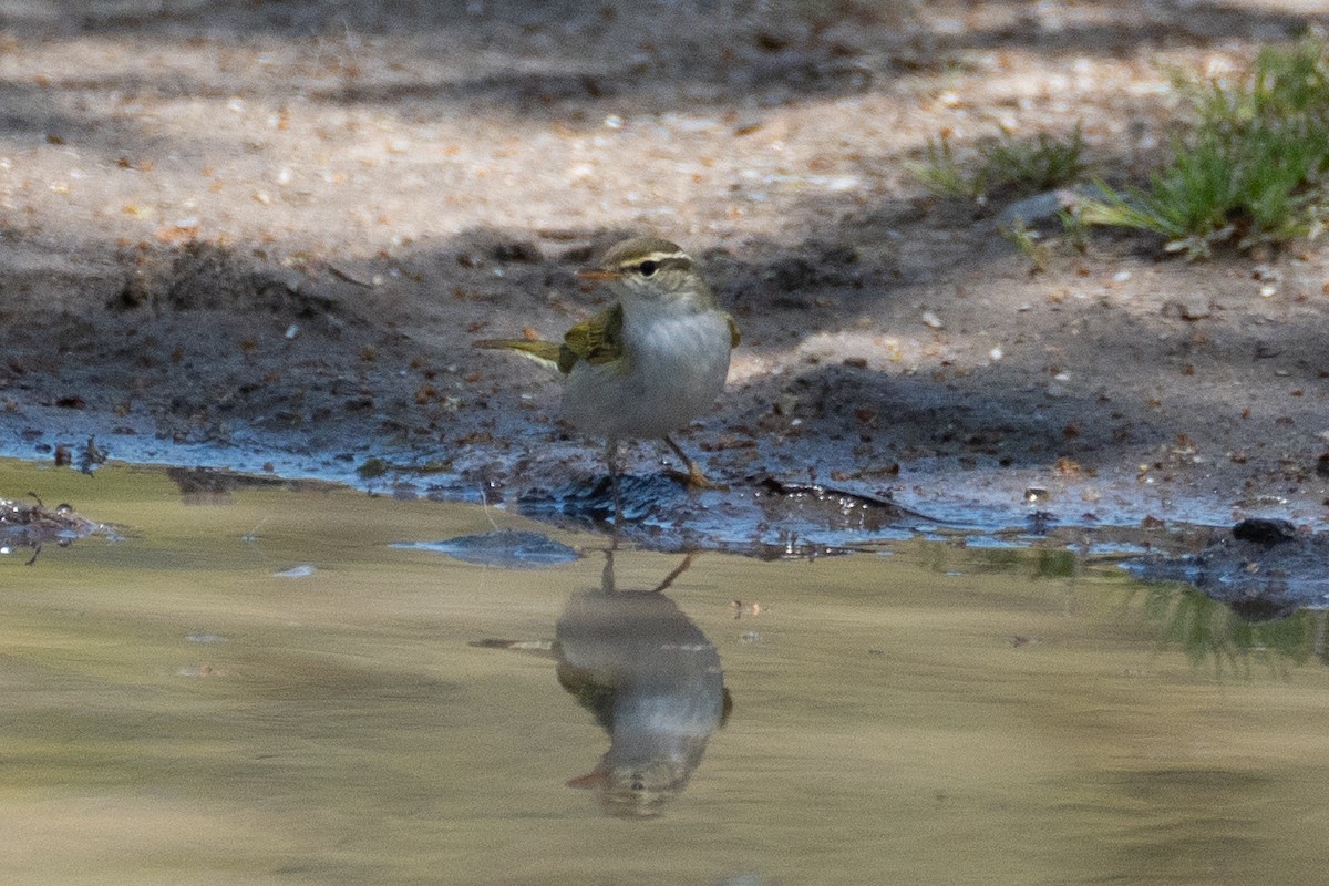 Eastern Crowned Warbler - ML619761060