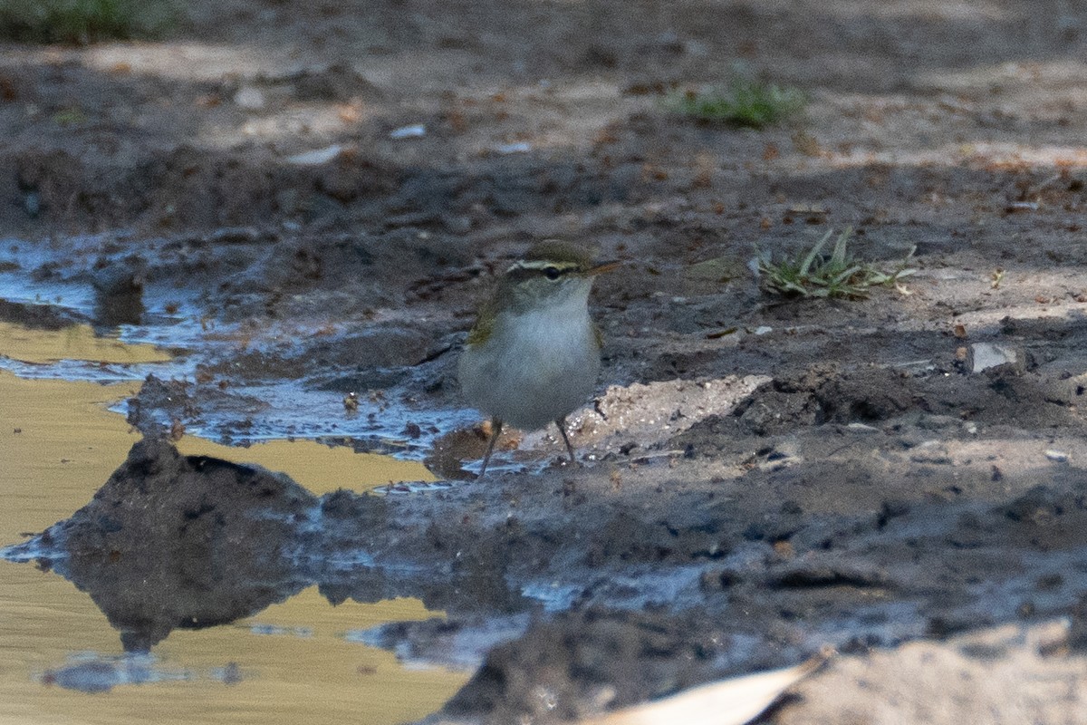 Eastern Crowned Warbler - ML619761061