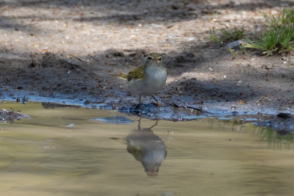 Eastern Crowned Warbler - ML619761062